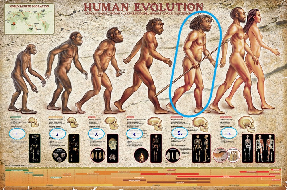 Domnevni človekov razvoj